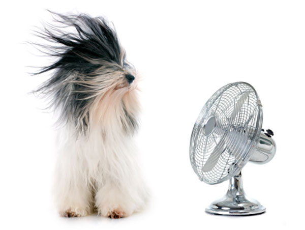 Lower AC Use For Energy Efficiency By Using Ceiling Fans